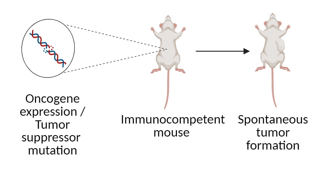 Genetically Engineered Mouse Model