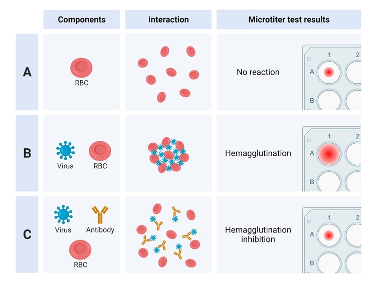 Hemagglutination Assay