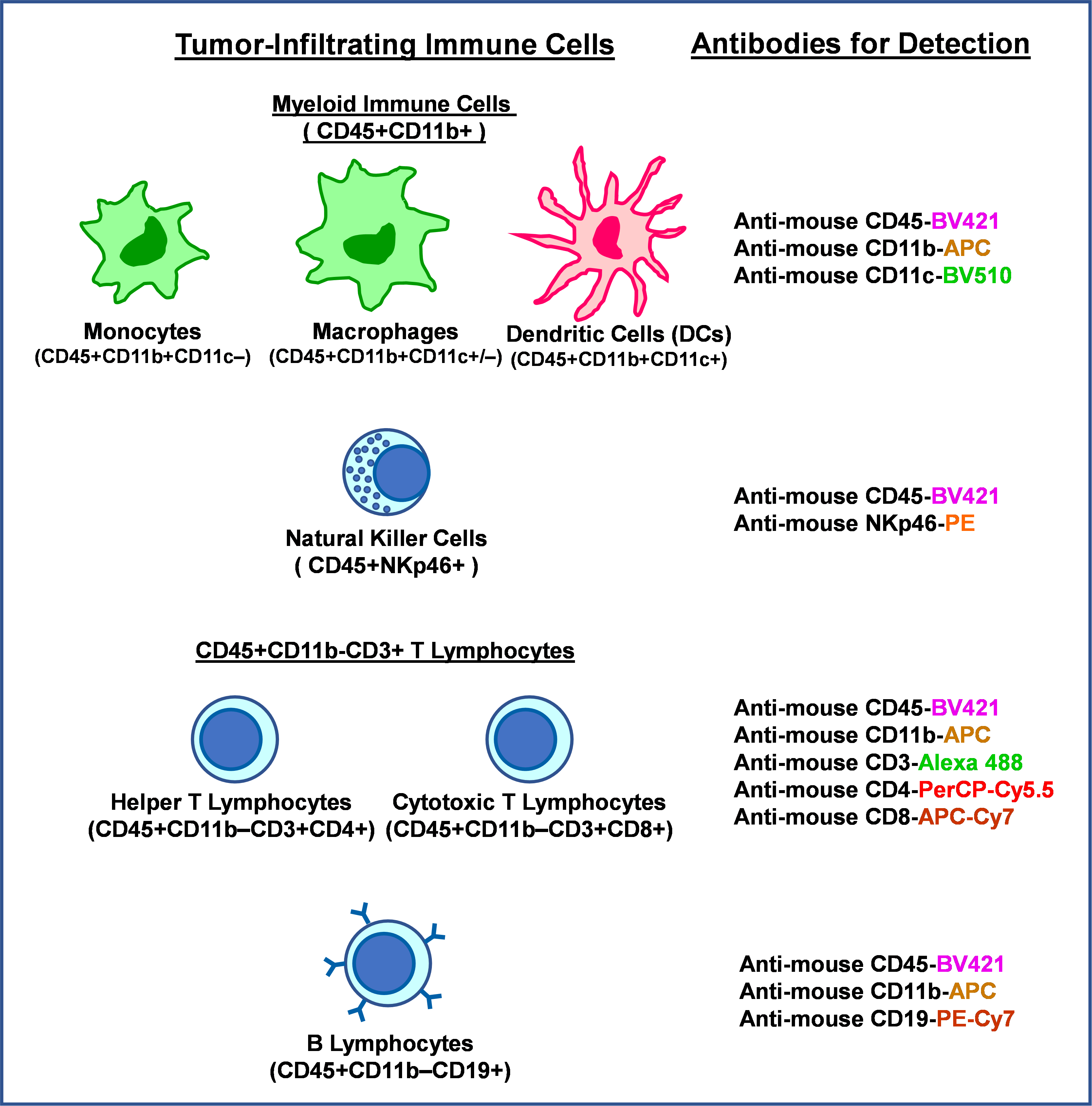 Immunophenotyping of TumorInfiltrating Immune Cells in Mouse Syngeneic