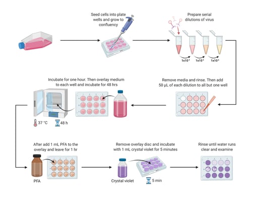 Viral Plaque Assay 